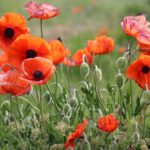 2024-11: Rememberance Service