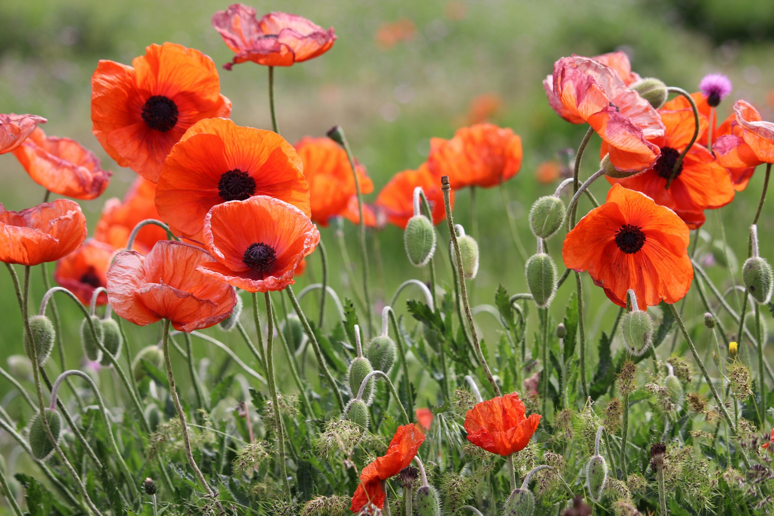 2024-11: Rememberance Service